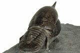 Pelagic Trilobite (Cyclopyge) Fossil - Huge Eyes #316119-5